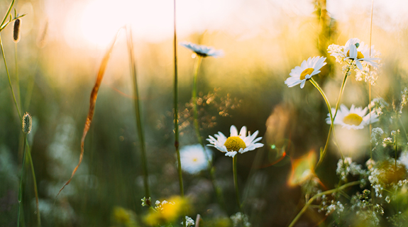 Blumenwiese